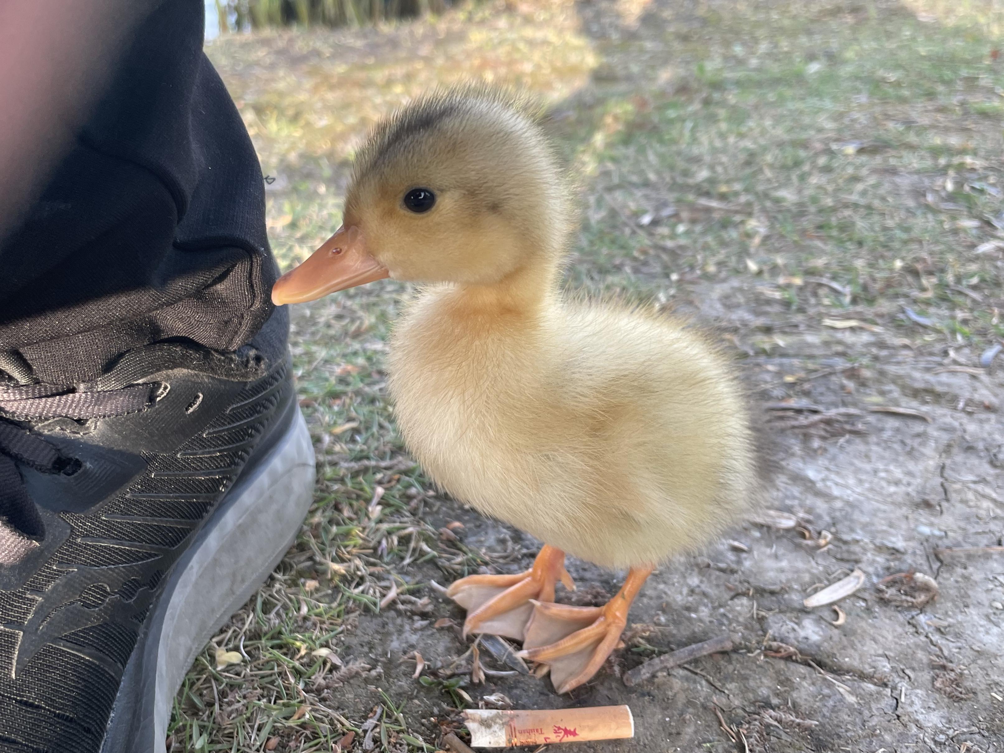 YellowDuck11.jpg