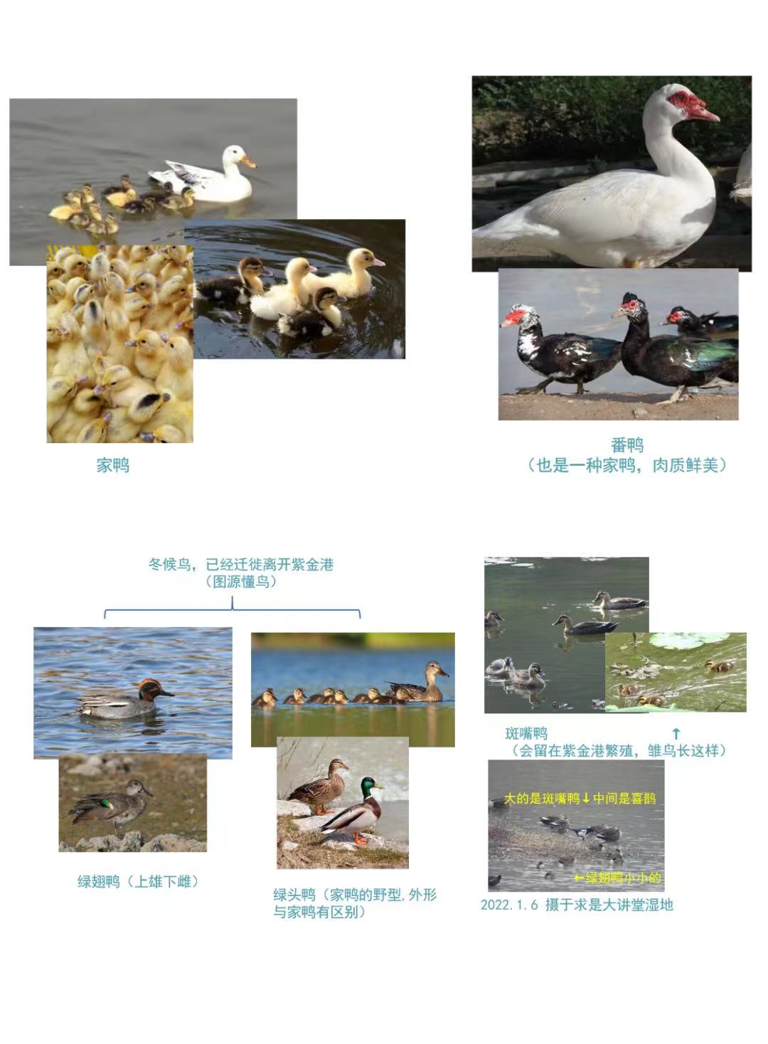YellowDuck19.jpg
