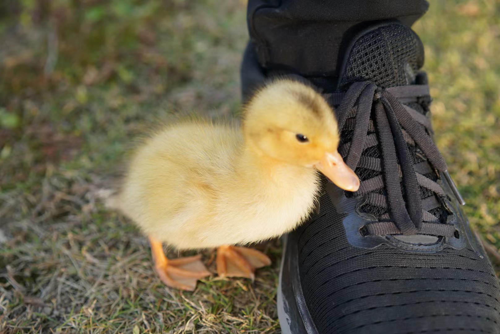 YellowDuck17.jpg