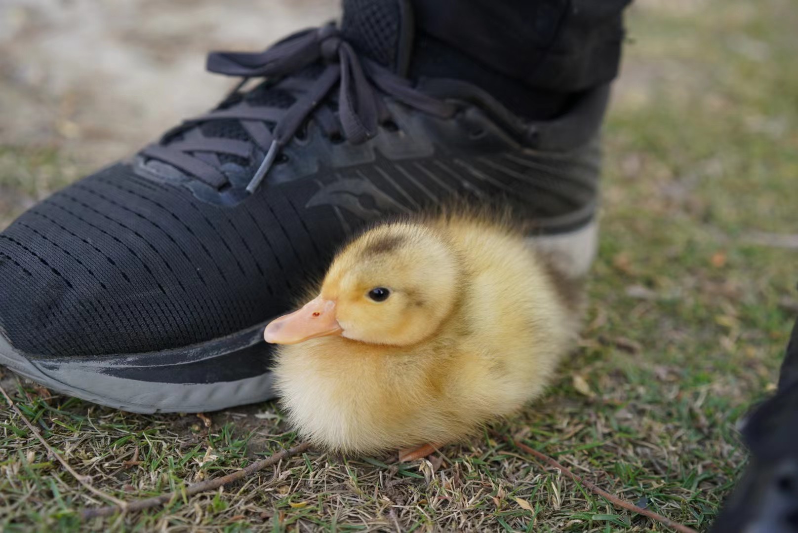 YellowDuck18.jpg